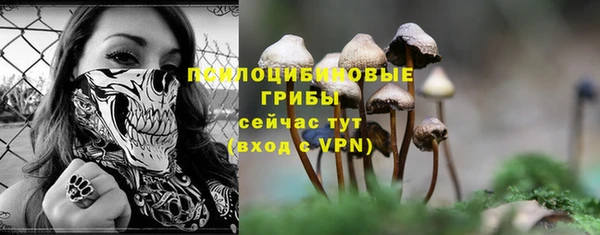 стаф Ельня